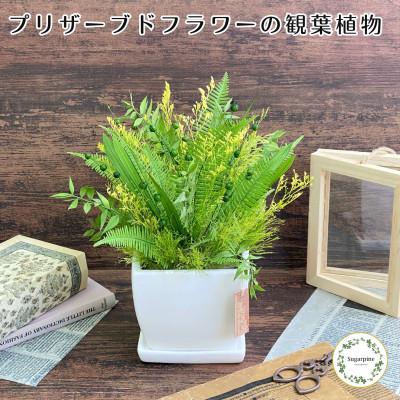 ふるさと納税 春日部市 プリザーブドフラワーアレンジ【ラシーヌ】春日部市 シュガーパイン