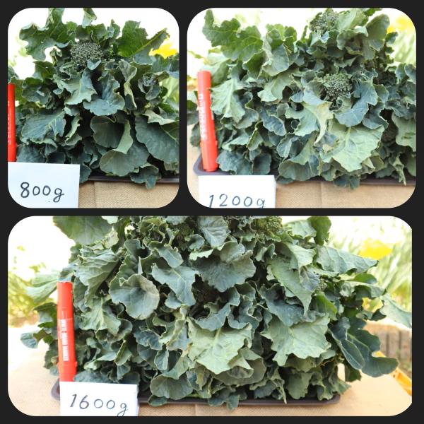 
                  選べる！寒さで糖度が　グッ　と上がった春の茎ブロッコリー「アレッタ」（1,300g、1,800g）　from　名水の里　神奈川県秦野市　　
                