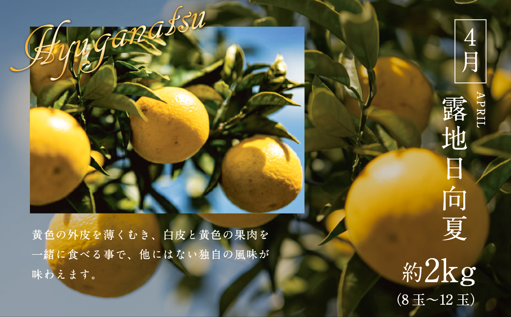 《2026年発送先行予約》【数量・期間限定】青果店厳選！「3ヶ月お届け！くだもの定期便Vol.4」 青果物 果物 フルーツ