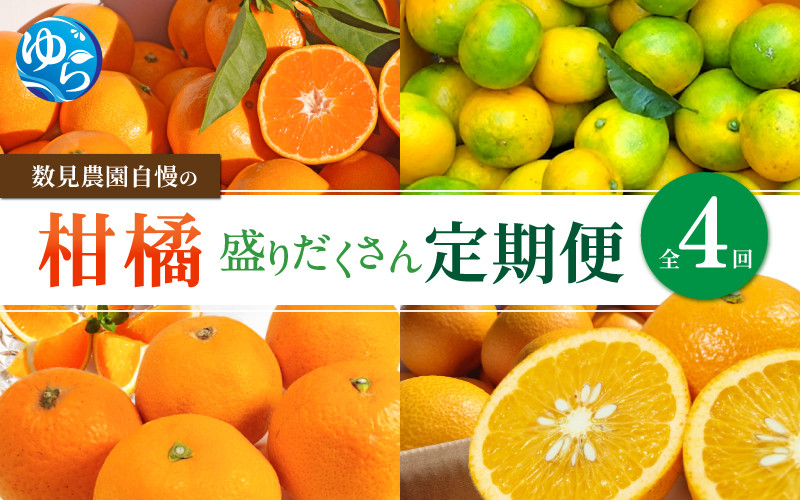 
            【定期便全4回】みかん  ≪数見農園自慢の柑橘盛りだくさん定期便≫ / 定期便 果物 柑橘 由良町  フルーツ くだもの 産地直送 和歌山 詰め合わせ mikan 柑橘 数量限定 ゆら早生 ゆら早生みかん ゆらみかん 温州みかん 清見 きよみ 清見オレンジ さつき八朔 4kg おれんじ 八朔 さつき八朔　【kzmn-tkb001】
          