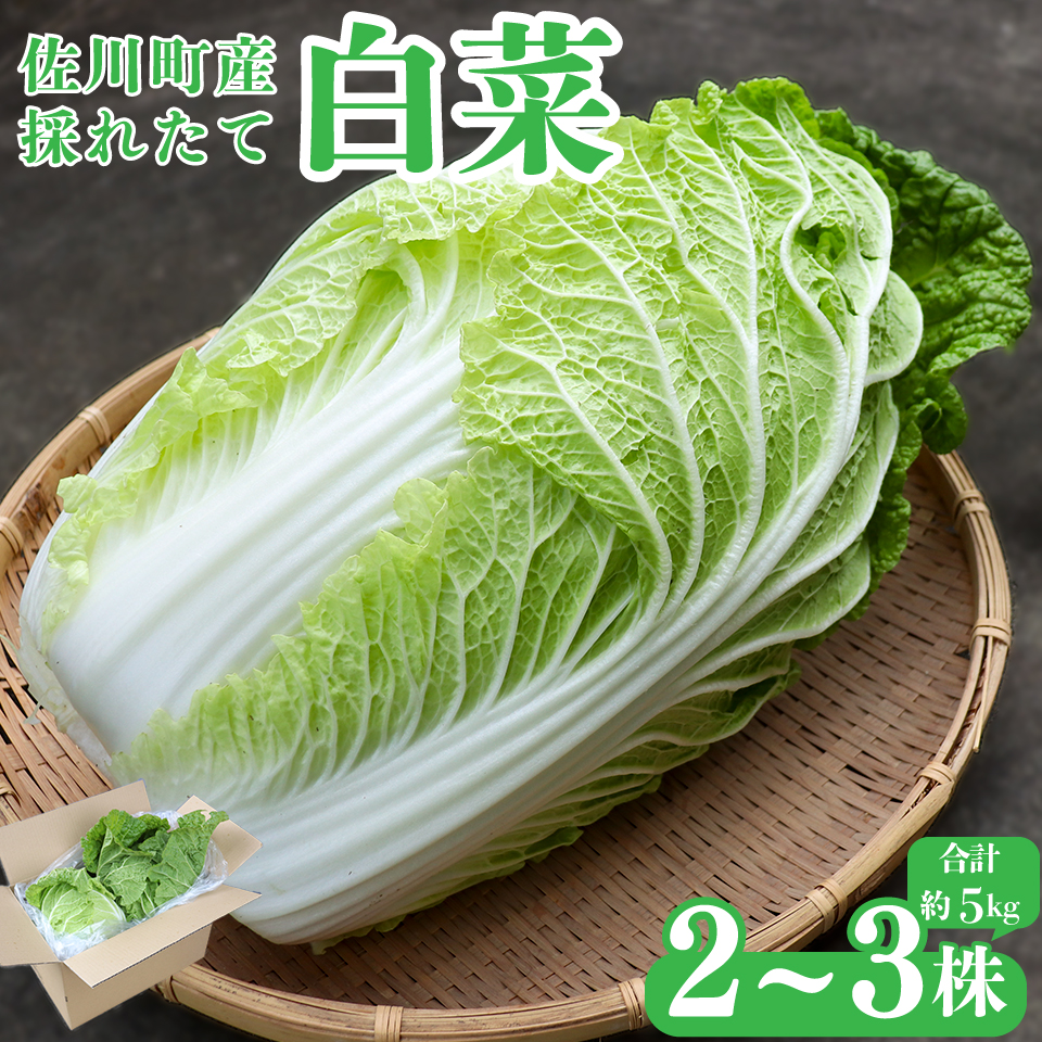 ＜2026年12月以降にお届け＞【佐川町産 白菜 2～3株（約5kg）】 高知 新鮮 野菜 お鍋 シチュー 事前予約受付中