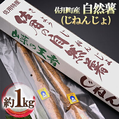 【ふるさと納税】佐用町産 自然薯（じねんじょ）約1kg 野菜 　お届け：2025年11月上旬～12月下旬まで