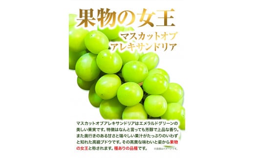 先行予約  岡山県産 マスカット （ マスカット オブ アレキサンドリア 1房750g以上） 果物 フルーツ ぶどう 令和8年産先行受付《2026年7月中旬-8月下旬頃出荷》【配送不可地域あり】H-2