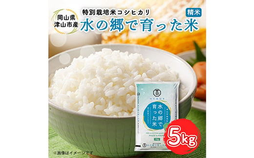 
            ＜岡山県津山市加茂町産＞水の郷で育った米 5kg 特別栽培米 コシヒカリ TY0-0648
          