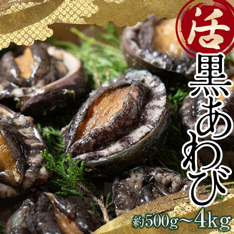 【ふるさと納税】中泊直送 天然 ”活” 黒あわび 【選べる容量】 約500g / 約1kg / 約2.5kg / 約4kg 【卓立水産】貝 海鮮 津軽海峡 活鮑 活あわび 活アワビ 黒鮑 黒アワビ アワビ 鮑 天然 産地直送 海産 魚貝 魚介 中泊町 青森 F6N-026var