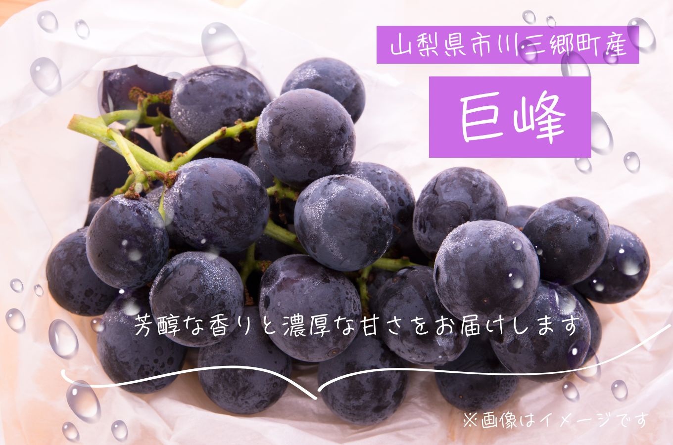 【2025年8月中旬から発送】朝採り！タネなし 巨峰　2kg箱　小沢農園[5839-1500]
