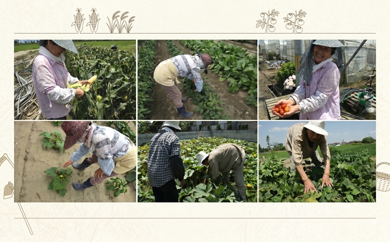 【定期便3ヶ月】宮城県 岩沼産 産地直送 朝どれ 新鮮野菜 4～5種類 詰め合わせセット