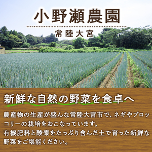 特選ネギ 約4kg 小野瀬農園 【小野瀬農園】【ho1416】