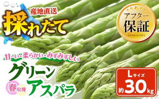 春収穫グリーンアスパラLサイズ（500g×6）約3.0kg（2026年6月上旬から発送開始予定）【 アスパラ アスパラガス 朝採り とれたて 野菜 旬 小分け 保存 産直 産地直送 お取り寄せ 旭川市