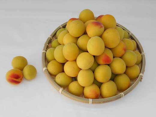 ［梅干づくり用］紀州南高梅5kg（3Lサイズ） 304018_AV04