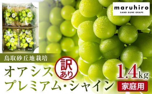 915.【先行予約】シャインマスカット 訳あり 家庭用 鳥取砂丘地産 1.4kg（350g×4パック） ※離島への配送不可 ※2026年8月下旬～10月下旬頃に順次発送予定 ｜ シャインマスカット マスカット オアシスプレミアムシャイン 葡萄 ブドウ ぶどう 産地直送 フルーツ 果物 甘い 鳥取県 北栄町 おすすめ 人気
