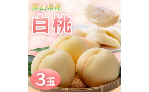 ＜2026年発送＞岡山県産白桃　3玉・約800g(クール便)【1614345】