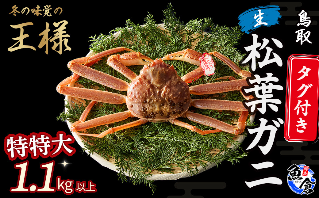
            【先行予約】【魚倉】タグ付き生松葉ガニ（特特大1.1kg以上） 松葉ガニ カニ カニ爪 タグ付き かにしゃぶ カニ刺身 冷蔵 ズワイガニ 期間限定 国産 鳥取県 倉吉市
          