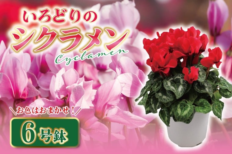 
            【数量限定】シクラメン【6号鉢】1鉢 花 鉢植え 鉢花  ギフト お祝い 贈答品 インテリア 庭 ガーデン（KAQ-3）
          