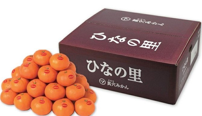 
真穴みかん ＜ひなの里＞ 5kg＜F43-1＞【1490392】
