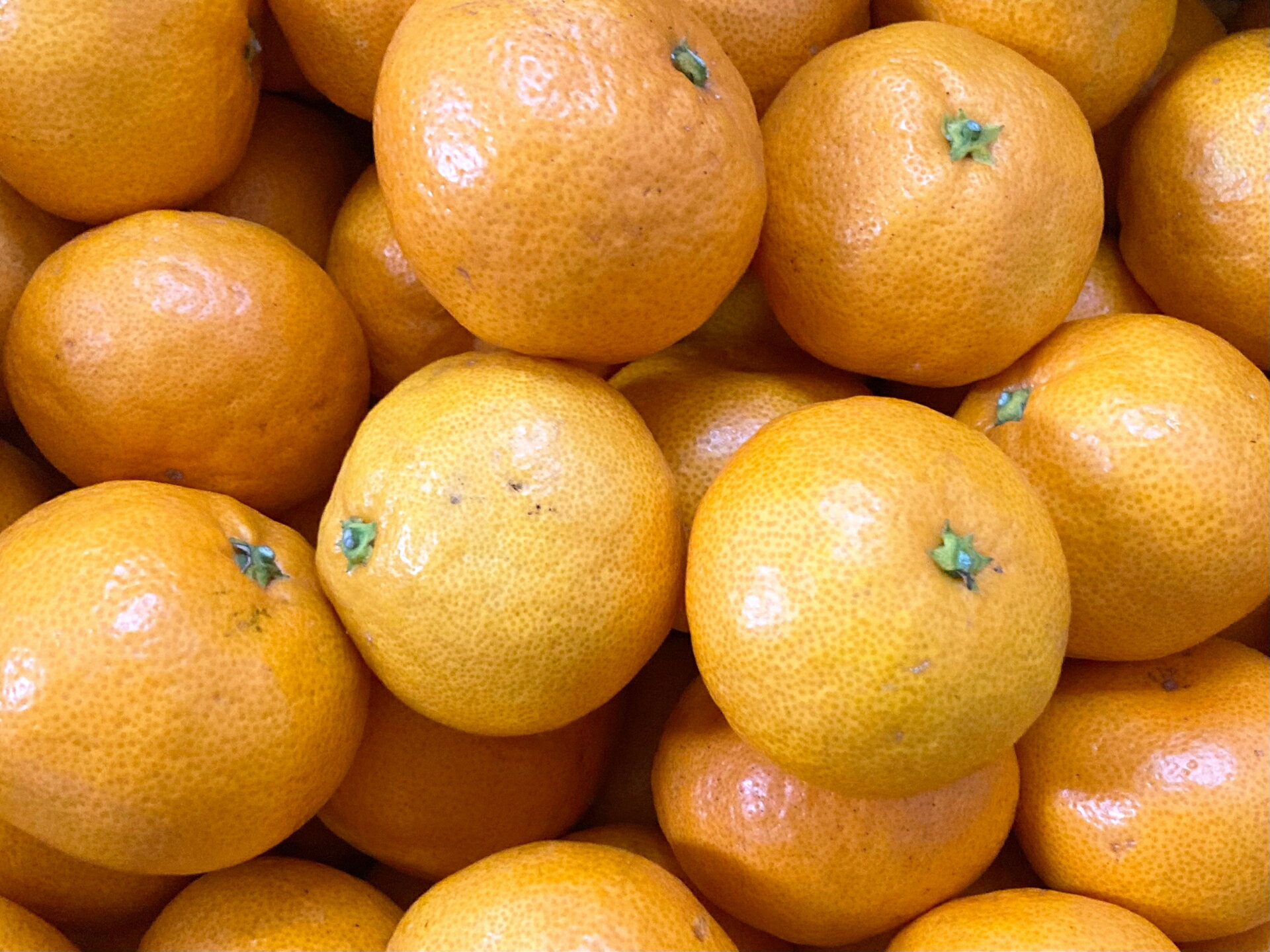 【ふるさと納税】 木村みかん 5kg | ご家庭用 数量限定 果物 希少価値 くだもの 柑橘 ミカン みかん オレンジ 希少価値 熊本県 玉名市
