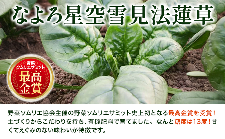 北海道名寄産 星空雪見法蓮草《2027年1月中旬-2月上旬頃出荷》名寄産 星空雪見 法蓮草 星空 雪見 法蓮草 ほうれん草 北海道 名寄市 野菜 ホウレンソウ 野菜ソムリエ やさい ---nayoro