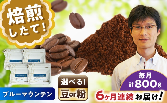 
            【全6回定期便】【選べる豆 or 粉】 ブルーマウンテンNo.1　200g×4個 / 珈琲 コーヒー / 瀬戸市 / Ｃｏｆｆｅｅ　ＳＡＫＵＲＡ [BBAB096]
          