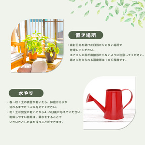 2026年4月上旬～発送【観葉植物】モンステラ・オーレア 40cm～60cm(JAいぶすき/IB165-018) 観葉植物 植物 グリーン 鉢 おしゃれ 大型 インテリア 室内 開店祝い 新築祝い 引