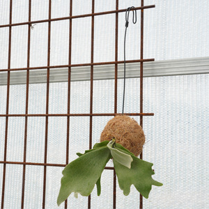 ビカクシダ（コウモリラン）苔玉 ネザーランド