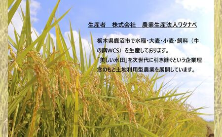 栃木県鹿沼市産 とちぎの星 無洗米 5kg 令和5年産 水稲うるち精米 単一原料米 お米  特A 大粒