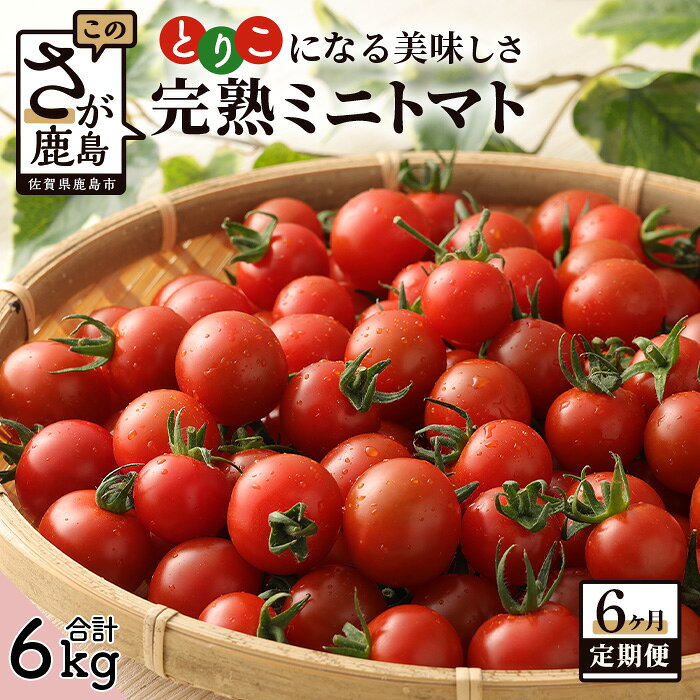 【ふるさと納税】 【6回定期便】【先行受付】2027年1月より順次発送 完熟ミニトマト6種 1kg ミニトマト プチトマト 定期便 農家直送 たにぐちファーム Ricotomato～とりこになるトマト～ H-12