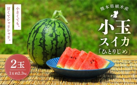 【上村農園】 小玉すいか 2.3kg 2玉 ひとりじめ 【2026年6月上旬～6月下旬迄順次発送予定】 春スイカ 植木 スイカ 西瓜 果物 くだもの フルーツ 熊本県 熊本市 常温