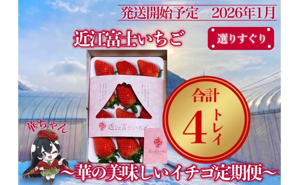 
            『近江富士いちご』選りすぐり！華の美味しいイチゴ定期便【9～15粒1トレイ×4回】
          