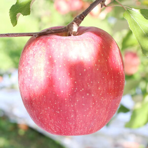 りんご【長野県産】サンふじ！約5kg＜2026年11月下旬から順次発送予定＞