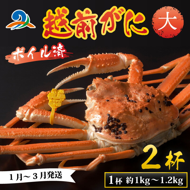 【ふるさと納税】【先行予約】越前港より直送！ 越前がに 大 (約1kg～1.2kg) 2杯 ※発送前に在宅確認の電話連絡をいたします!【1月～3月発送予定】 / 雄 ズワイガニ ずわいがに ズワイ蟹 越前ガニ ボイル 冷蔵 ご自宅用 カニ しゃぶしゃぶ 海鮮　かに 国産 南越前町 送料無料