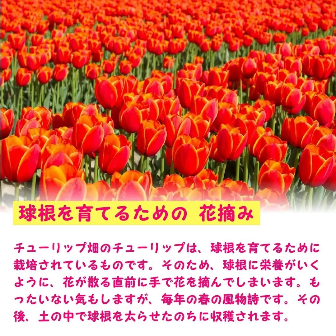 【期間限定】チューリップ球根（特大球）100球入 | 新潟県 球根 五泉市