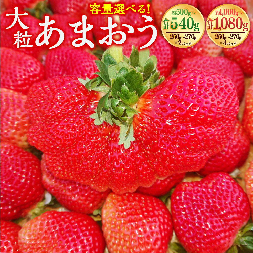 【ふるさと納税】厳選大粒あまおう 〈選べる〉2パック or 4パック 1パックあたり約250～270g 約500g～540g or 約1000g～1080g いちご 苺 イチゴ フルーツ 果物 お取り寄せ デザート 福岡県産 冷蔵 送料無料【2027年2月上旬～4月下旬発送予定】