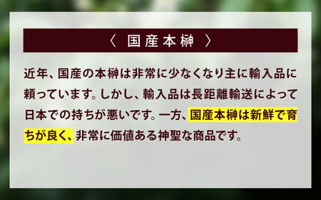 植物 福の山・榊（サカキ) 苗木(1ポット)：50cm 広島県福山市/小林商事 本榊 さかき 苗木 地植え 神棚 プランター 観葉植物 [BAEA006]