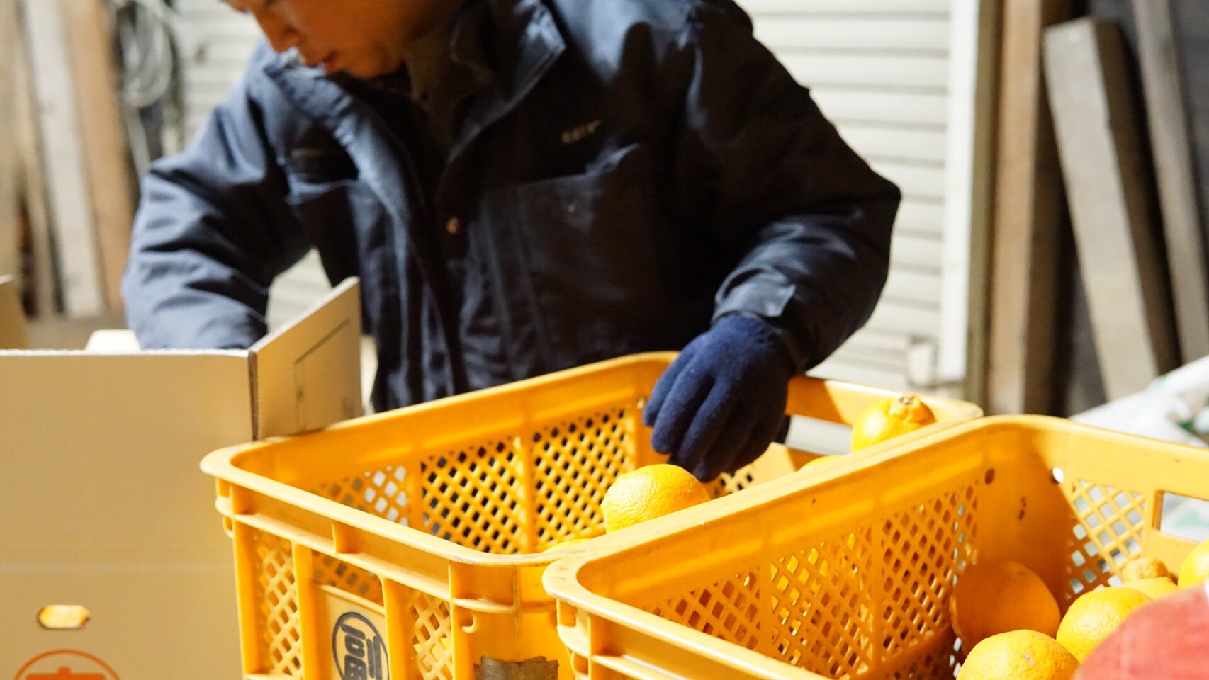 先行予約 不知火 約8kg 25個前後 【2026年2月中旬から3月下旬発送予定】 しらぬい みかん ミカン 蜜柑 フルーツ 果物 くだもの 熊本県産 九州産 国産 ひでみかん