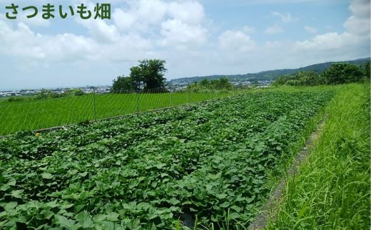 ※画像はイメージです。