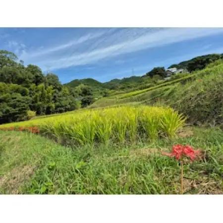 生米から作る「もっちり生米シフォンケーキ」【配送不可地域：離島】【1758005】