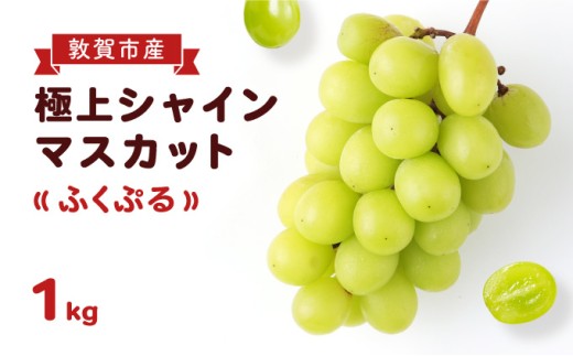 ブランド シャインマスカット 「ふくぷる」 1kg（敦賀市産） 福井のブランドぶどう 【マスカット ブドウ 果物 果実 フルーツ 人気 お中元 ギフト 贈り物 贈答】[003-a103]