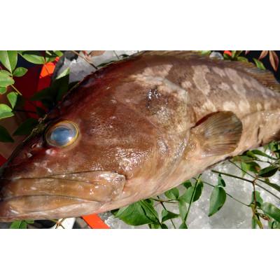 ふるさと納税 長崎市 長崎近海産　天然アラ3Kg台(3.2〜3.8Kg目安)