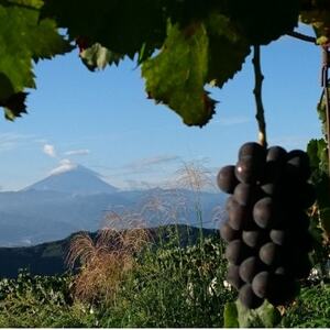 【2025年先行受付】11月上旬より発送「幻の牧丘天空シャインマスカット」約1kg(2～3房)【配送不可地域：離島】【1579789】