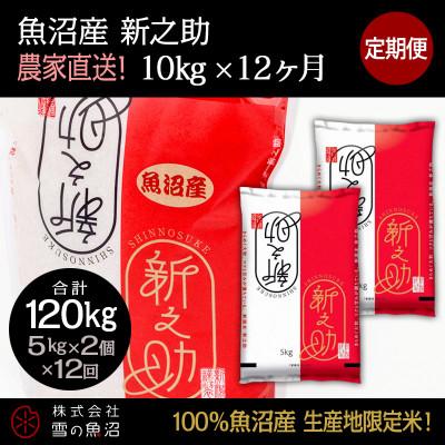ふるさと納税 十日町市 【毎月定期便】【中里地域限定!魚沼産 新之助】10kg(5kg×2袋)×12 合計120kg全12回
