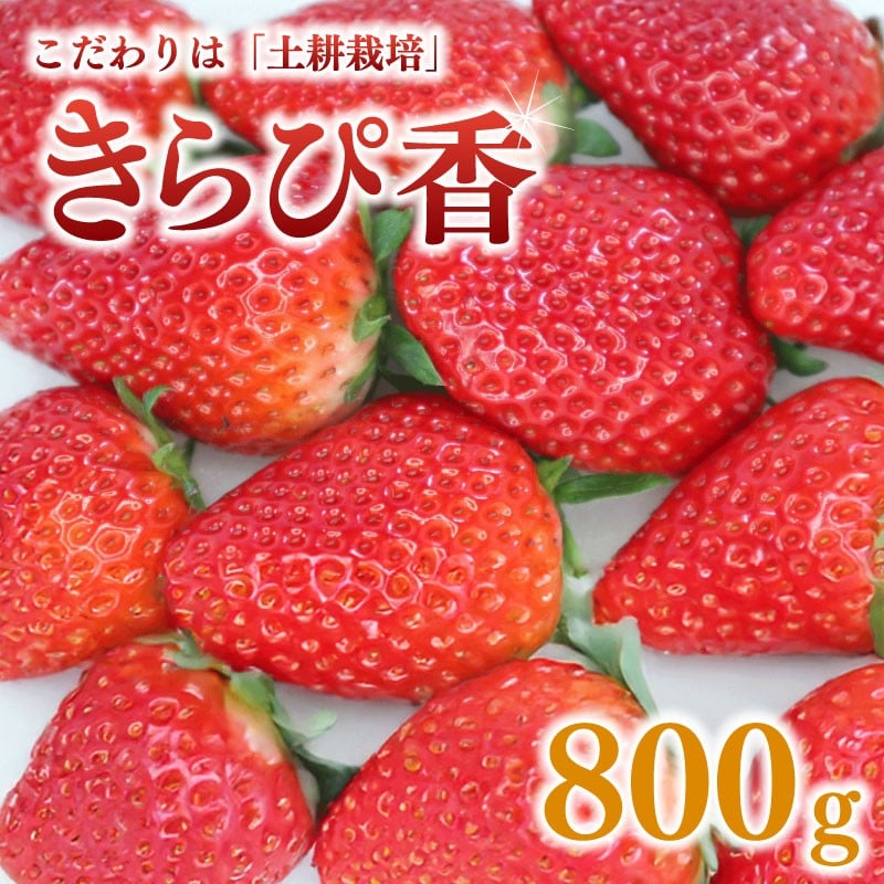 
            【先行予約】2026年2月~発送予定 きらぴ香 【 いちご 】 800g 苺 イチゴ 朝摘み 果物 いちご イチゴ 苺 フルーツ くだもの スイーツ デザート ストロベリー おやつ 完熟 直送 ギフト 家庭用 贈答用 贈答 ギフト 贈り物 甘い ブランド ジャム スムージー アレンジ フルーツ大福 いちご大福 農家直送 朝採れ 産地直送 国産 おすすめ おいしい タイラファーム 静岡県 牧之原市
          