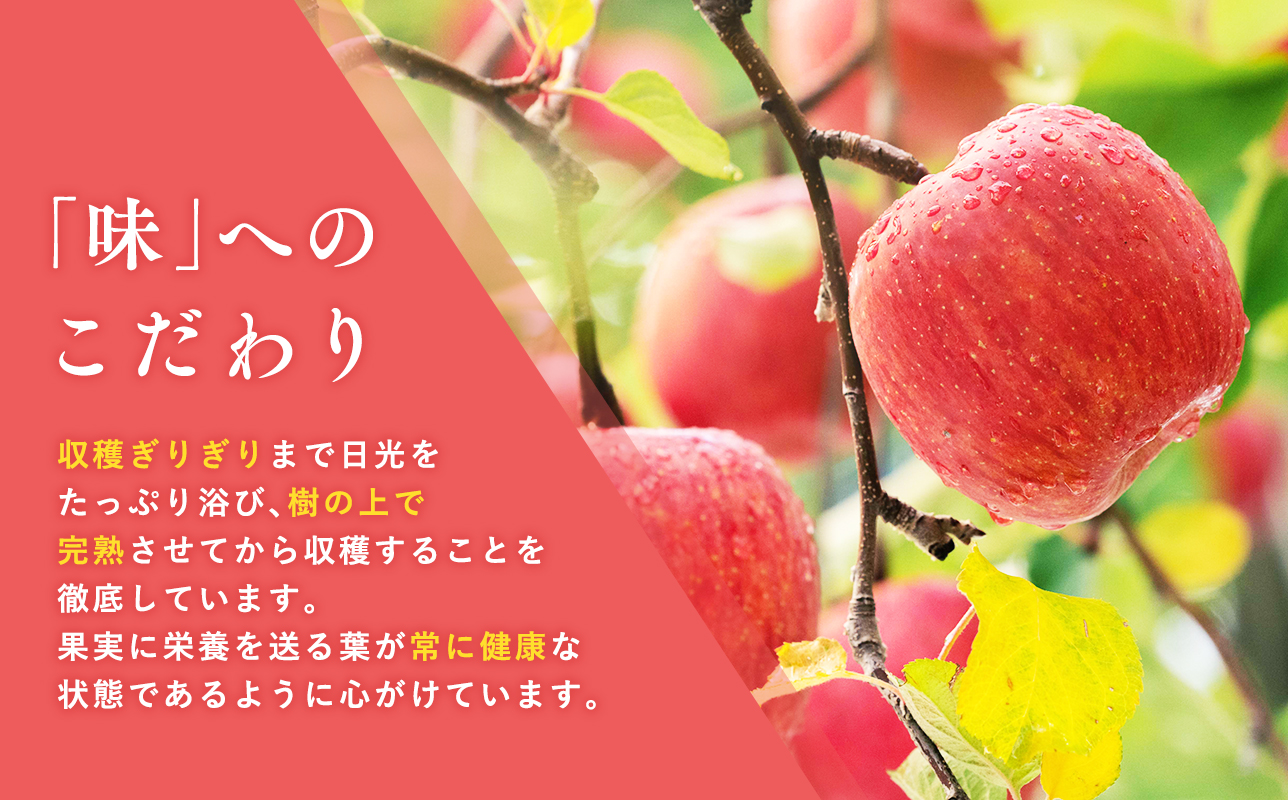 【10月発送】親子三代最高位のトキ約5kg【全国ふじコンテスト最高賞受賞農園・平川市広船産りんご】