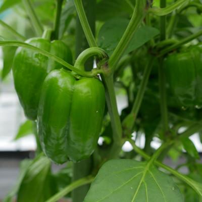 ふるさと納税 養父市 【発送月固定定期便】【月一定期便 6〜12月】但馬の旬をお届け!採れたて野菜セット計7回全7回 |  | 03