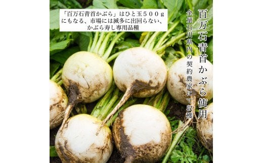 《予約販売 11/12頃より発送！》【加賀伝統の郷土料理】天然鰤のかぶら寿し 3袋　010180