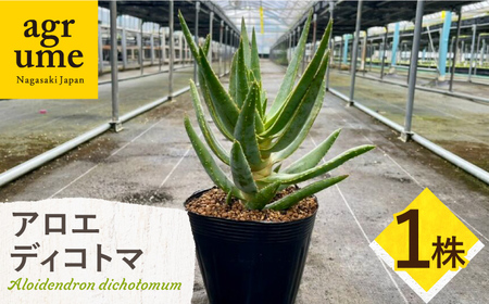 アロエ ディコトマ 1株 長与町／アグリューム Aloidendron dichotomum（Aloe dichotoma）[EAI138]