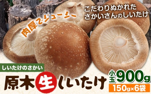 阿蘇・産山村産 原木生しいたけ 小玉900g(150g×6袋) 椎茸 しいたけ 生しいたけ しいたけのさかい《6月中旬-11月下旬頃出荷》原木生しいたけ 贈答 ギフト お中元 お歳暮 熊本 阿蘇 産山村 送料無料