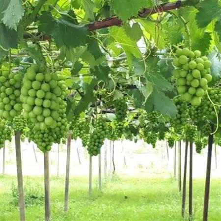 茨城県かすみがうら市産シャインマスカット　約2Kg (3～5房)_果物・フルーツ ぶどう・マスカット  ブドウ 葡萄 _【配送不可地域：離島】【1474047】