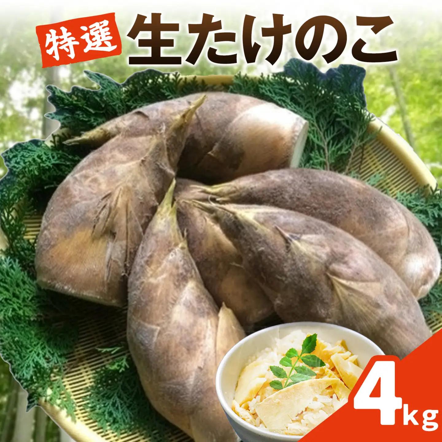 【先行受付】特選 生たけのこ 4kg予約 《3月下旬-4月下旬頃出荷》古賀商店 熊本県 南関町産 春 筍