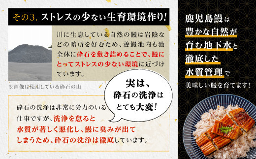 【6回定期】うなぎ 蒲焼 200g×3尾【鹿児島産】地下水で育てた絶品鰻