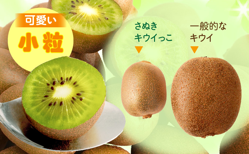 【先行受付】香川県オリジナルキウイフルーツ「さぬきキウイっこ」約3kg【香川県共通返礼品】  キウイ キウイフルーツ 果物 フルーツ 青果 青果物 さぬきキウイっこ 果実 贈答 贈り物 ギフト 甘い 